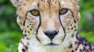 Preview wallpaper cheetah, animal, big cat, predator, wild
