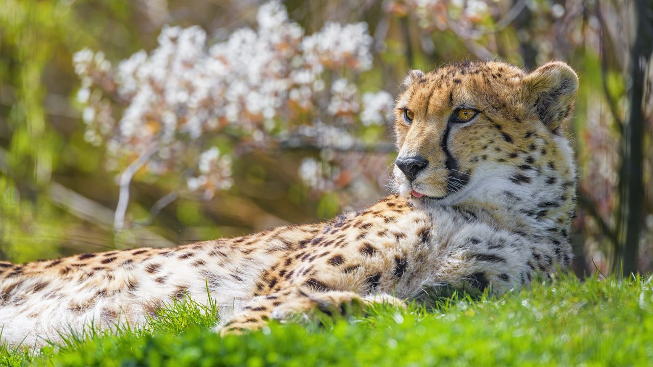 Wallpaper cheetah, animal, big cat, predator, grass, wildlife