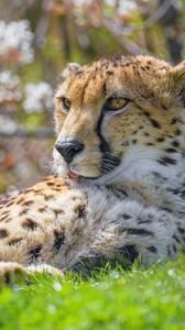 Preview wallpaper cheetah, animal, big cat, predator, grass, wildlife