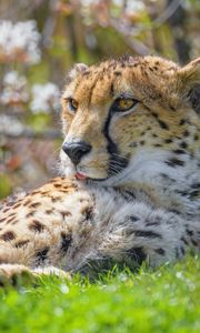 Preview wallpaper cheetah, animal, big cat, predator, grass, wildlife