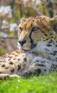 Preview wallpaper cheetah, animal, big cat, predator, grass, wildlife