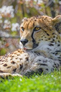 Preview wallpaper cheetah, animal, big cat, predator, grass, wildlife