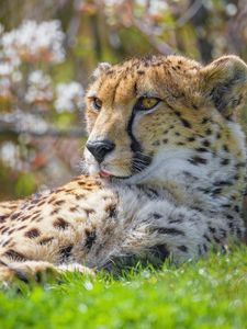 Preview wallpaper cheetah, animal, big cat, predator, grass, wildlife