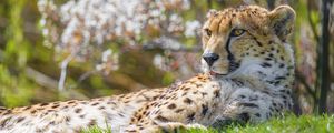 Preview wallpaper cheetah, animal, big cat, predator, grass, wildlife