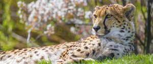 Preview wallpaper cheetah, animal, big cat, predator, grass, wildlife