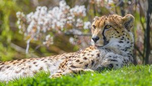 Preview wallpaper cheetah, animal, big cat, predator, grass, wildlife