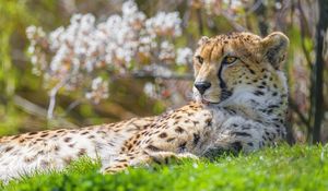 Preview wallpaper cheetah, animal, big cat, predator, grass, wildlife