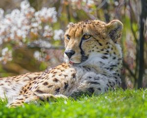 Preview wallpaper cheetah, animal, big cat, predator, grass, wildlife