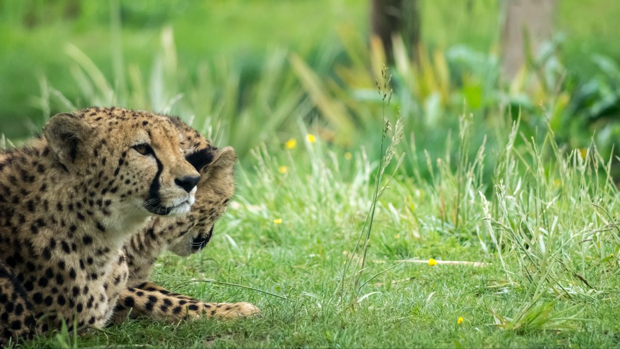 Wallpaper cheetah, animal, big cat, predator, grass, wild