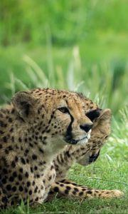 Preview wallpaper cheetah, animal, big cat, predator, grass, wild