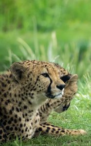 Preview wallpaper cheetah, animal, big cat, predator, grass, wild