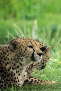 Preview wallpaper cheetah, animal, big cat, predator, grass, wild