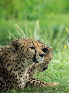 Preview wallpaper cheetah, animal, big cat, predator, grass, wild