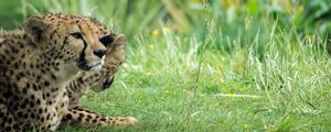 Preview wallpaper cheetah, animal, big cat, predator, grass, wild