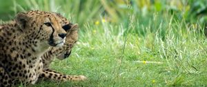 Preview wallpaper cheetah, animal, big cat, predator, grass, wild