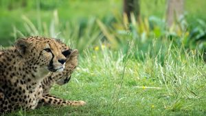 Preview wallpaper cheetah, animal, big cat, predator, grass, wild