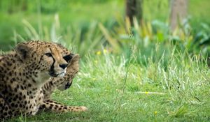 Preview wallpaper cheetah, animal, big cat, predator, grass, wild