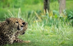 Preview wallpaper cheetah, animal, big cat, predator, grass, wild