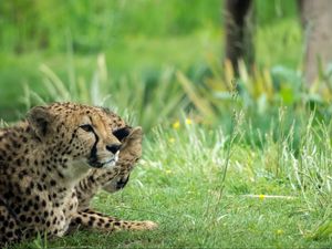 Preview wallpaper cheetah, animal, big cat, predator, grass, wild