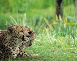 Preview wallpaper cheetah, animal, big cat, predator, grass, wild