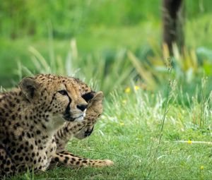 Preview wallpaper cheetah, animal, big cat, predator, grass, wild