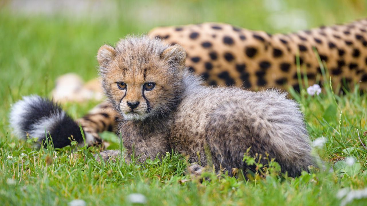 Wallpaper cheetah, animal, cub, furry, cute