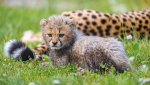 Preview wallpaper cheetah, animal, cub, furry, cute