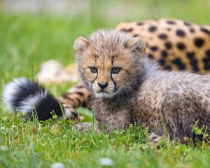 Preview wallpaper cheetah, animal, cub, furry, cute