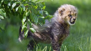 Preview wallpaper cheetah, animal, cub, kitten, furry