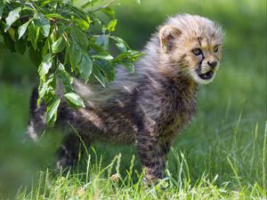 Preview wallpaper cheetah, animal, cub, kitten, furry