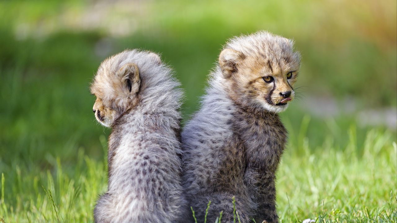 Wallpaper cheetah, animal, cub, kitten, protruding tongue, cute
