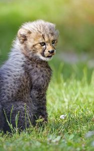 Preview wallpaper cheetah, animal, cub, kitten, protruding tongue, cute
