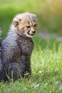 Preview wallpaper cheetah, animal, cub, kitten, protruding tongue, cute