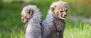 Preview wallpaper cheetah, animal, cub, kitten, protruding tongue, cute