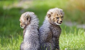 Preview wallpaper cheetah, animal, cub, kitten, protruding tongue, cute