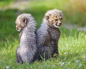 Preview wallpaper cheetah, animal, cub, kitten, protruding tongue, cute