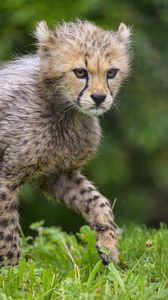 Preview wallpaper cheetah, animal, cub, furry