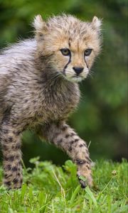 Preview wallpaper cheetah, animal, cub, furry