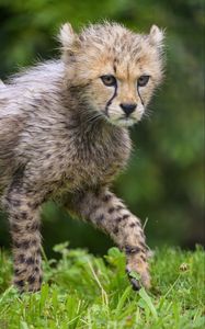 Preview wallpaper cheetah, animal, cub, furry