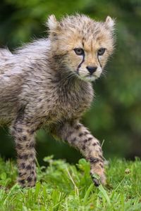 Preview wallpaper cheetah, animal, cub, furry