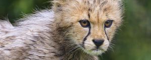 Preview wallpaper cheetah, animal, cub, furry