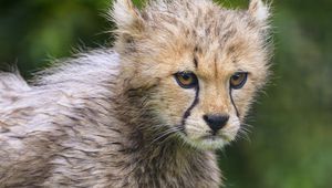 Preview wallpaper cheetah, animal, cub, furry