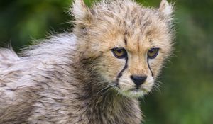 Preview wallpaper cheetah, animal, cub, furry