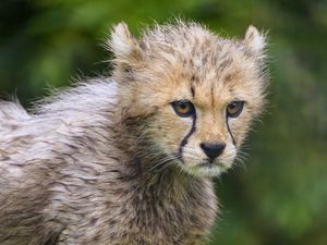 Preview wallpaper cheetah, animal, cub, furry