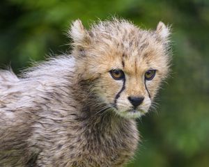 Preview wallpaper cheetah, animal, cub, furry