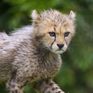 Preview wallpaper cheetah, animal, cub, furry