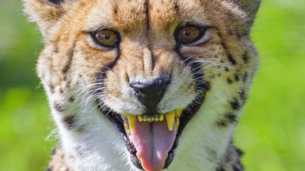 Wallpaper cheetah, animal, fangs, predator