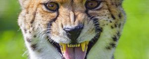 Preview wallpaper cheetah, animal, fangs, predator