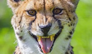 Preview wallpaper cheetah, animal, fangs, predator