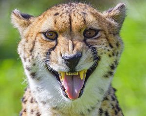 Preview wallpaper cheetah, animal, fangs, predator